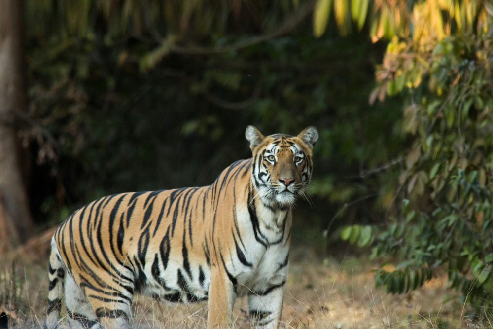 Manampalli Animal Sighting